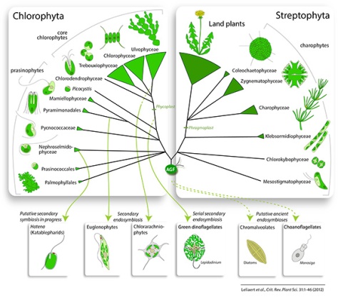 Fig. 2. Overview phylogeny of the green lineage (top) and spread of green genes in other eukaryotes (bottom)