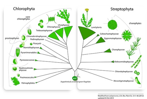 Updated Fig. 2 - 2 May 2012: Marin (2012) provided evidence for an independent class Pedinophyceae, sister to all phycoplast-containing core chlorophytes (Chlorodendrophyceae, Trebouxiophyceae, Ulvophyceae and Chlorophyceae). - 8 Aug 2012: Re-analysis of the dataset of Finet et al. (2010) showed that land plants are sister to a group composed of Zygnematophyceae and Coleochaetophyceae (Laurin-Lemay et al. 2012, Finet et al. 2012)