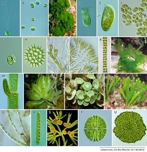 Fig. 1. Taxonomical, morphological and ecological diversity among green algae